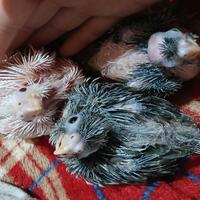 Calopsite all.a mano