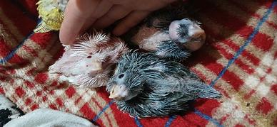 Calopsite all.a mano