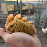 Porcellini california