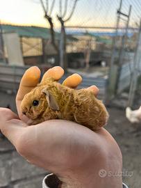 Porcellini california