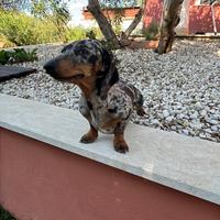Bassotto merle' silver kaninchen