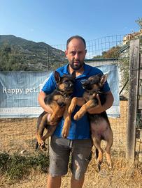 Cuccioli di pastore tedesco