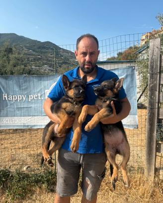 Cuccioli di pastore tedesco
