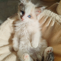 Cucciolo Ragdoll subito adottabile, no pedigree