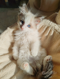 Cucciolo Ragdoll subito adottabile, no pedigree