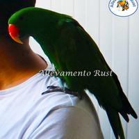 Ecletto - Pappagallo