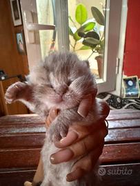 Scottish fold e straight