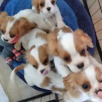 Splendidi Cuccioli di Cavalier King