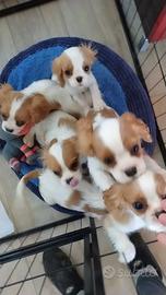 Splendidi Cuccioli di Cavalier King