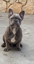 Bulldog francese