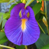 Clitoria ternatea semi