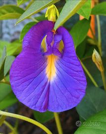 Clitoria ternatea semi