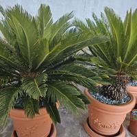 Cycas in vaso in plastica come da foto