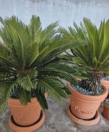 Cycas in vaso in plastica come da foto