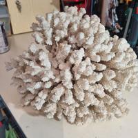 Corallo bianco madrepora