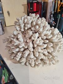 Corallo bianco madrepora