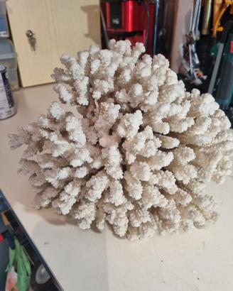 Corallo bianco madrepora