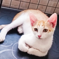 Splendido gattino bianco e rosso 2 mesetti