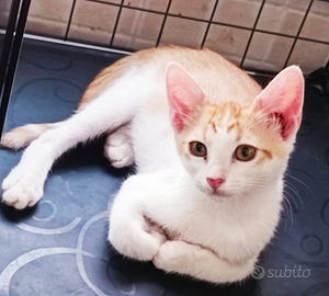 Splendido gattino bianco e rosso 2 mesetti