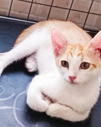 Splendido gattino bianco e rosso 2 mesetti