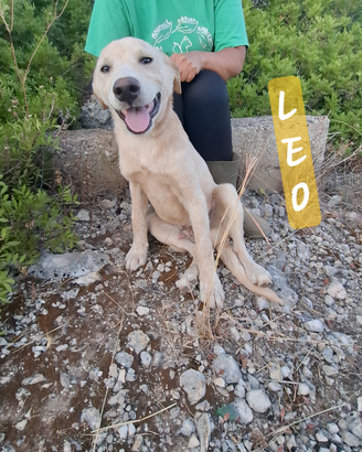 Cucciolo 5-6 mesi