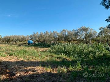 Terreno agricolo - giardino