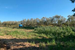 Terreno agricolo - giardino