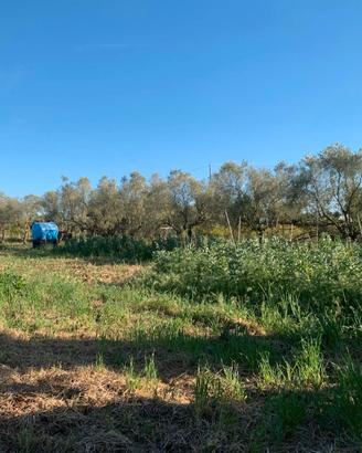 Terreno agricolo - giardino