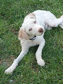 Lagotto Romagnolo