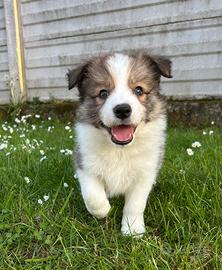 Cuccioli Border Collie con pedigree