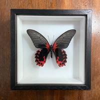 Farfalla vera in cornice - Papilio rumanovia