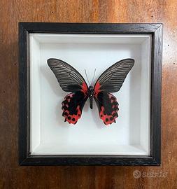 Farfalla vera in cornice - Papilio rumanovia