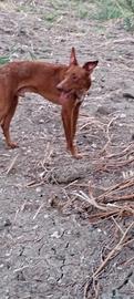 cani da caccia 