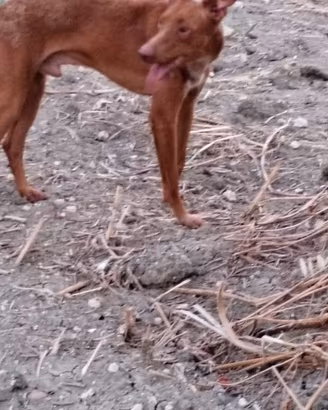 cani da caccia 