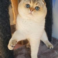 Scottish fold adulto