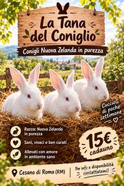Conigli Nuova Zelanda
