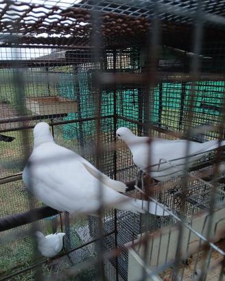 tortore