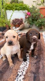 Bracca ungherese e cane di corsa mix