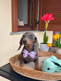 Cuccioli di bassotto nano arlecchino