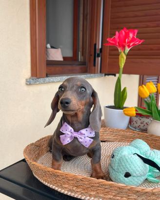 Cuccioli di bassotto nano arlecchino