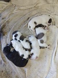Animali