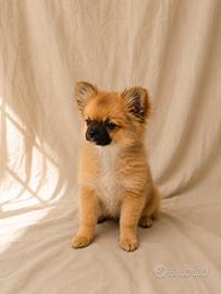 Cucciolo maschio Pomchi