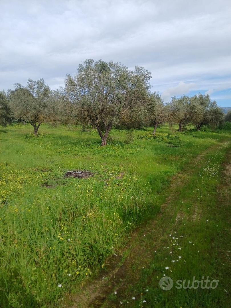 TERRENO AGRICOLO S'ARRIDELI SERDIANA - Vista 5