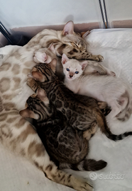 Femmina Bengala Snow con pedigree