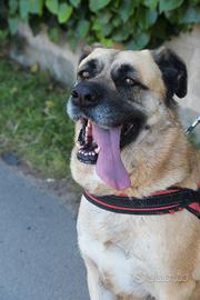 GIUNONE una cagnolona dolcissima