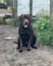 Labrador cioccolato per monta con tutta la docum