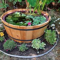 Laghetto con piante acquatiche