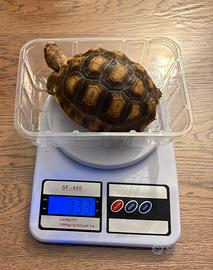 Geochelona Sulcata più terrario