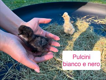 Pulcini di Moroseta