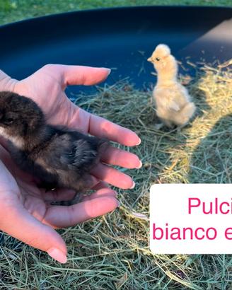Pulcini di Moroseta